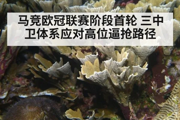马竞欧冠联赛阶段首轮 三中卫体系应对高位逼抢路径